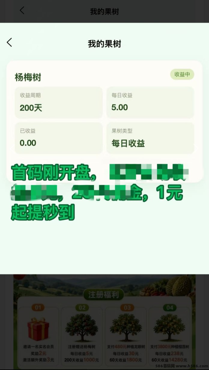 鸣鑫果园今日首码：免费送杨梅树，每晚12点躺拿分荭，1元起提秒到！